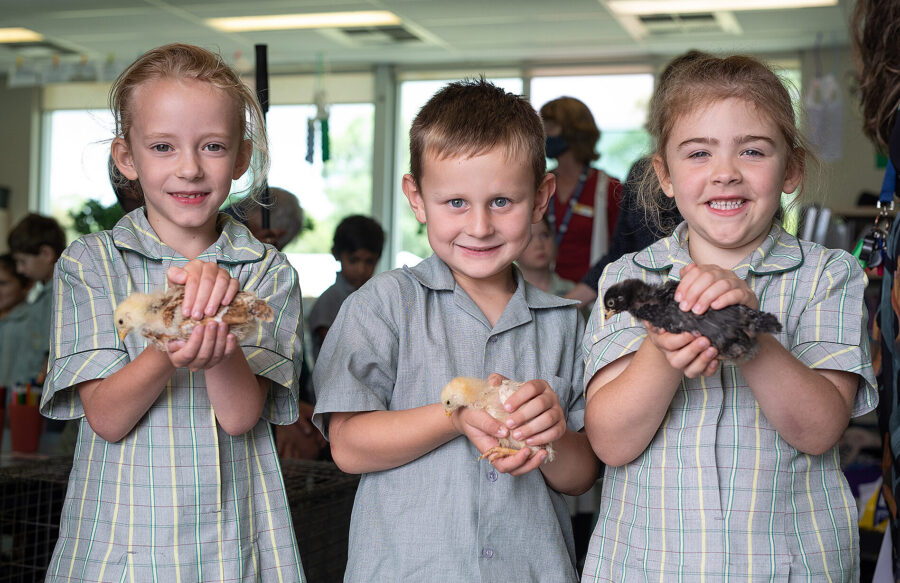 students holding baby chicks